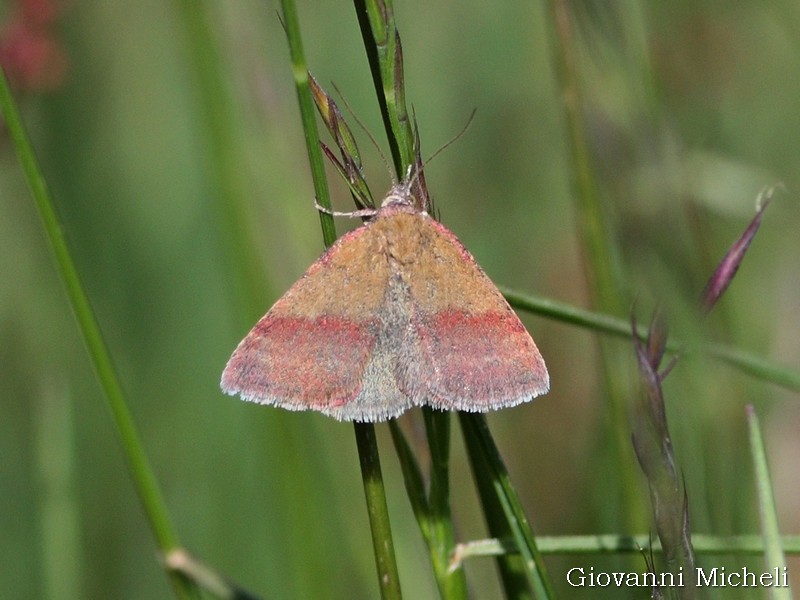 Crambidae da ID. No, Erebidae: Phytometra viridaria